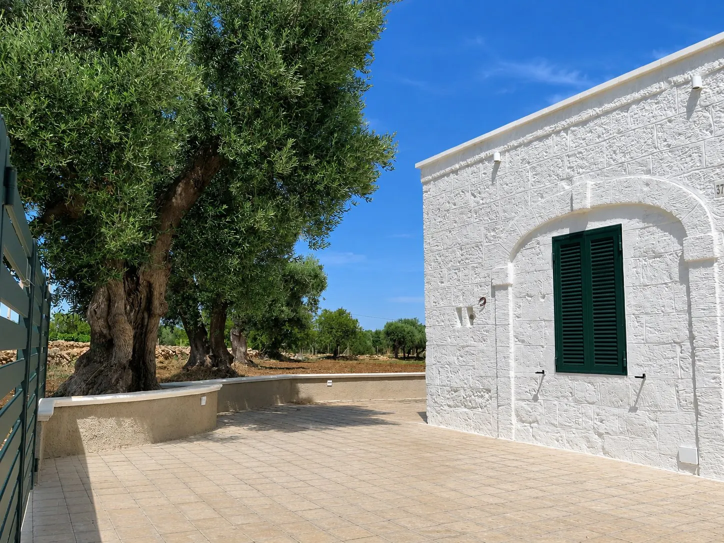 Ulivo secolare nel cortile